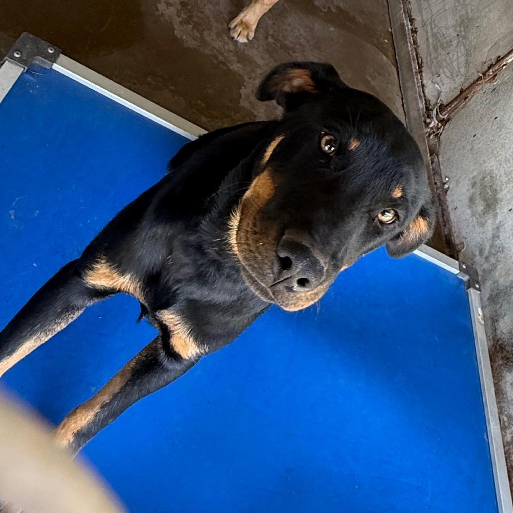 Enlarge Clyde, a Adoptable Shepherd in Edinburg, TX image 2/2