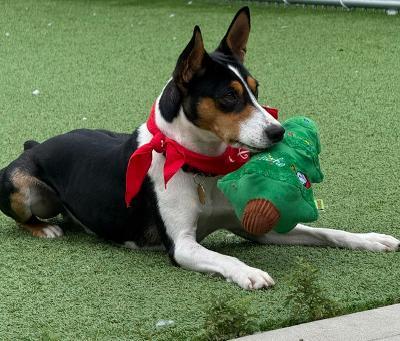Enlarge Wishbone, a Adoptable Smooth Fox Terrier in Long Beach, NY image 6/6