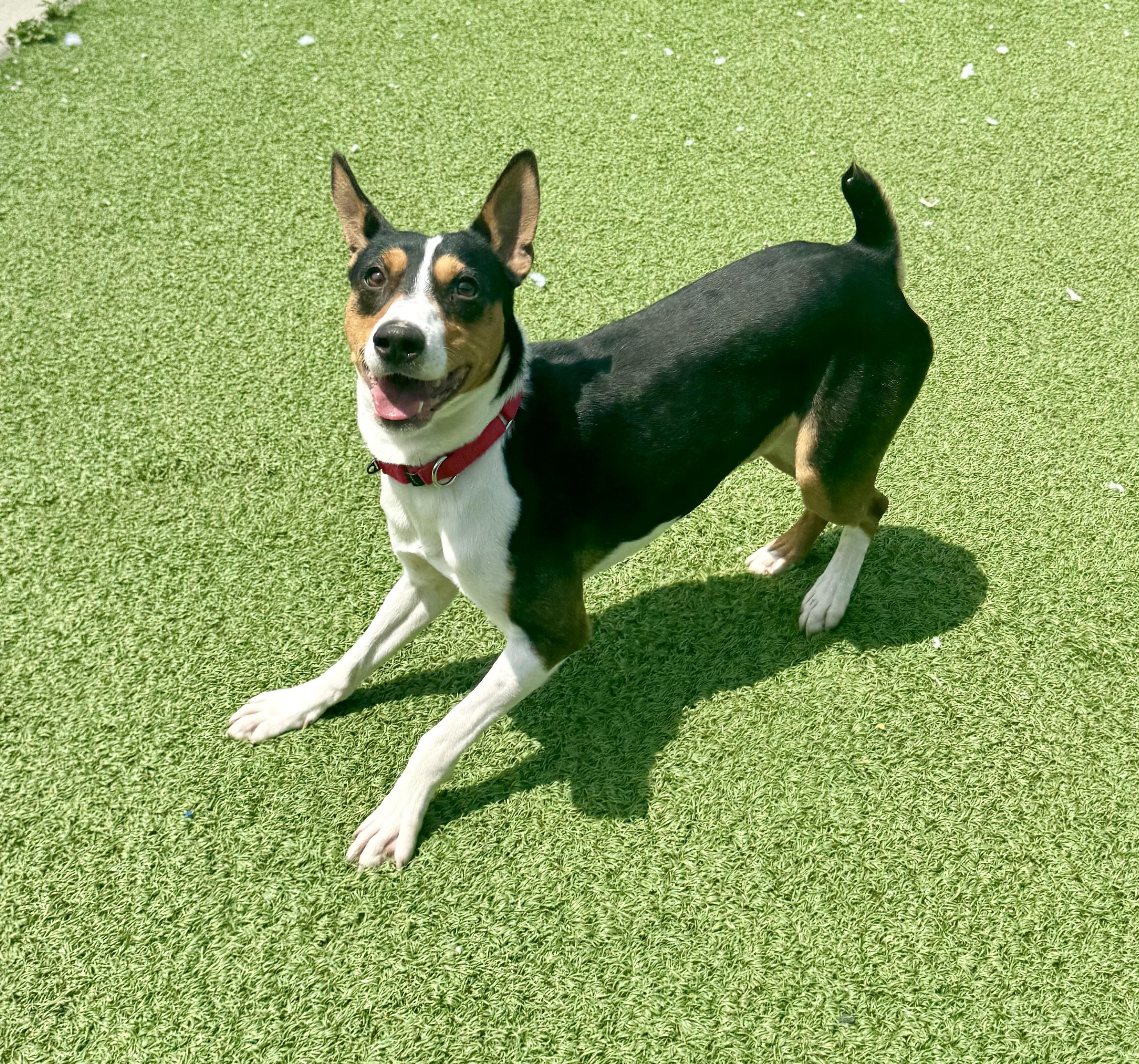 Enlarge Wishbone, a Adoptable Smooth Fox Terrier in Long Beach, NY image 2/6