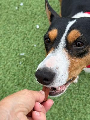 Enlarge Wishbone, a Adoptable Smooth Fox Terrier in Long Beach, NY image 5/6