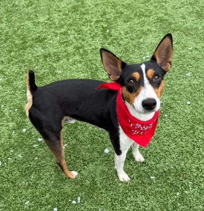 Wishbone, Adoptable, Young Male Smooth Fox Terrier.