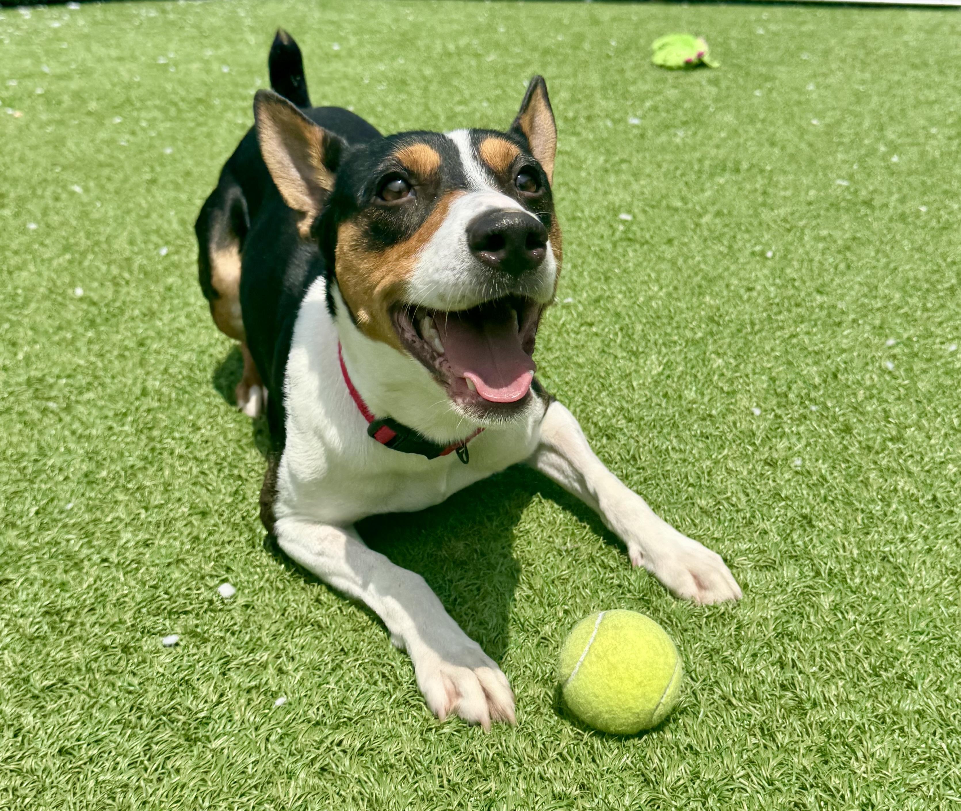 Enlarge Wishbone, a Adoptable Smooth Fox Terrier in Long Beach, NY image 4/6
