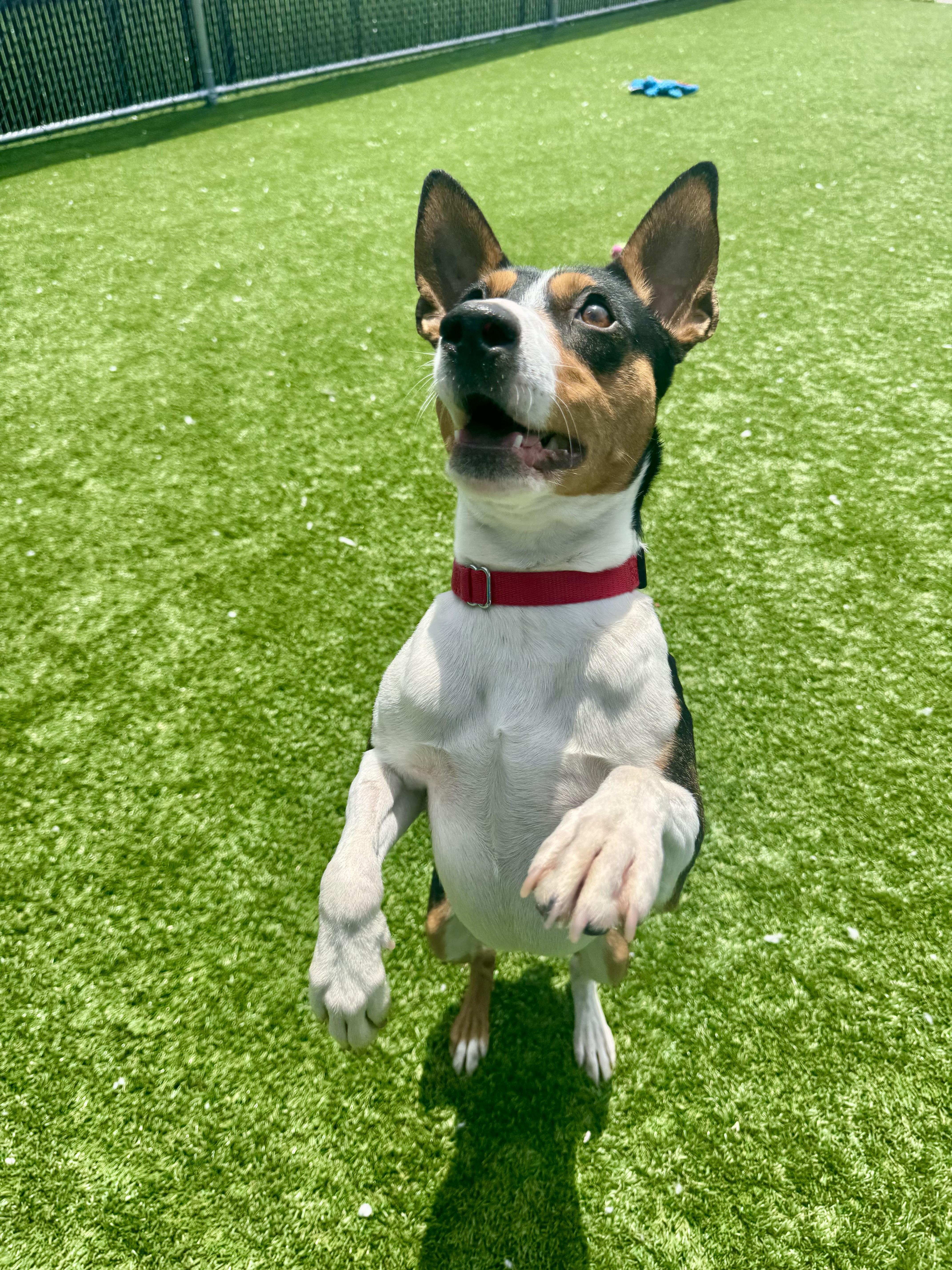 Enlarge Wishbone, a Adoptable Smooth Fox Terrier in Long Beach, NY image 3/6