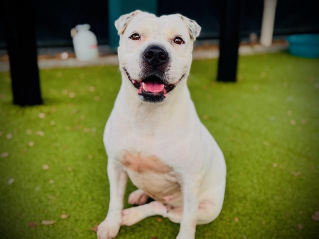 SNOW, Adoptable, Adult Female Pit Bull Terrier & Shar-Pei.