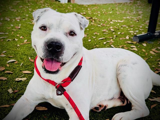 SNOW, Adoptable, Adult Female Pit Bull Terrier & Shar-Pei.