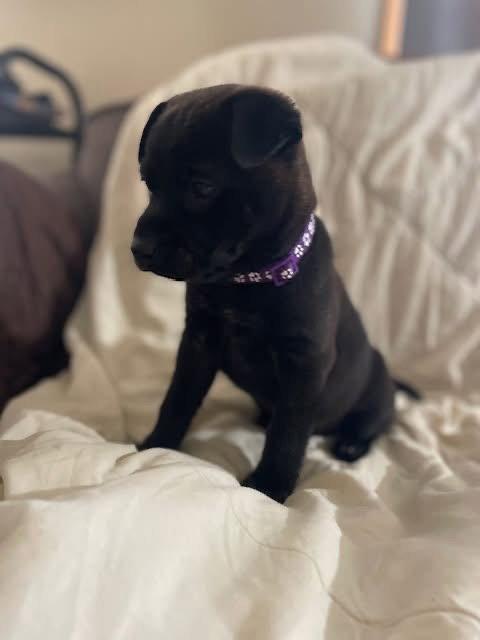 Parm, Adoptable, Puppy Female Shar-Pei & Cattle Dog.