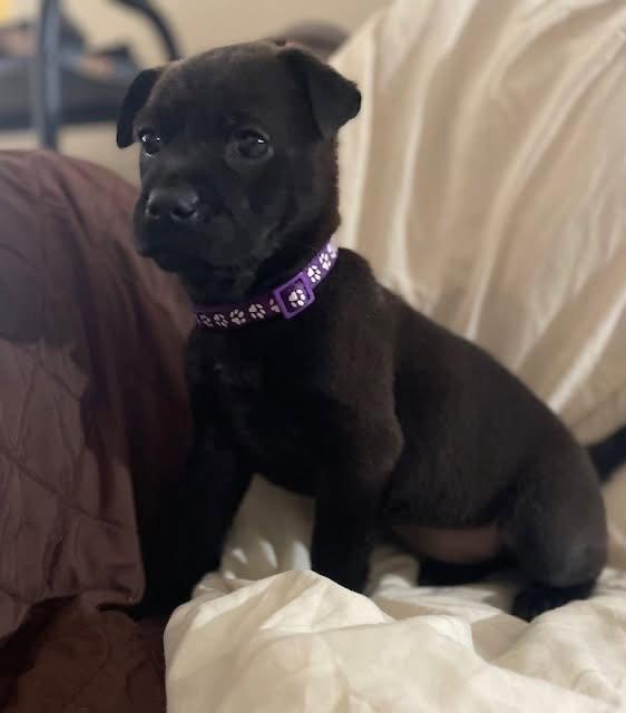 Enlarge Parm, a Adoptable mixed breed in New London, WI image 2/3