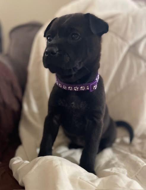 Enlarge Parm, a Adoptable mixed breed in New London, WI image 3/3