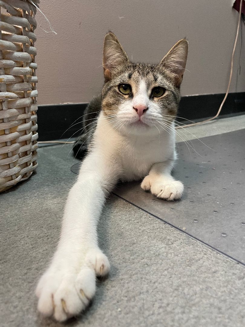 Grayson, Adoptable, Adult Male Extra-Toes Cat / Hemingway Polydactyl.