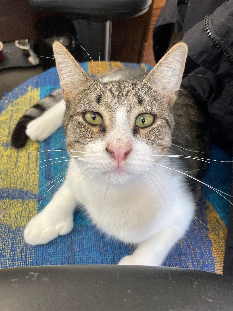 Enlarge Grayson, a Adoptable Extra-Toes Cat / Hemingway Polydactyl in Hawthorne, NJ image 2/4
