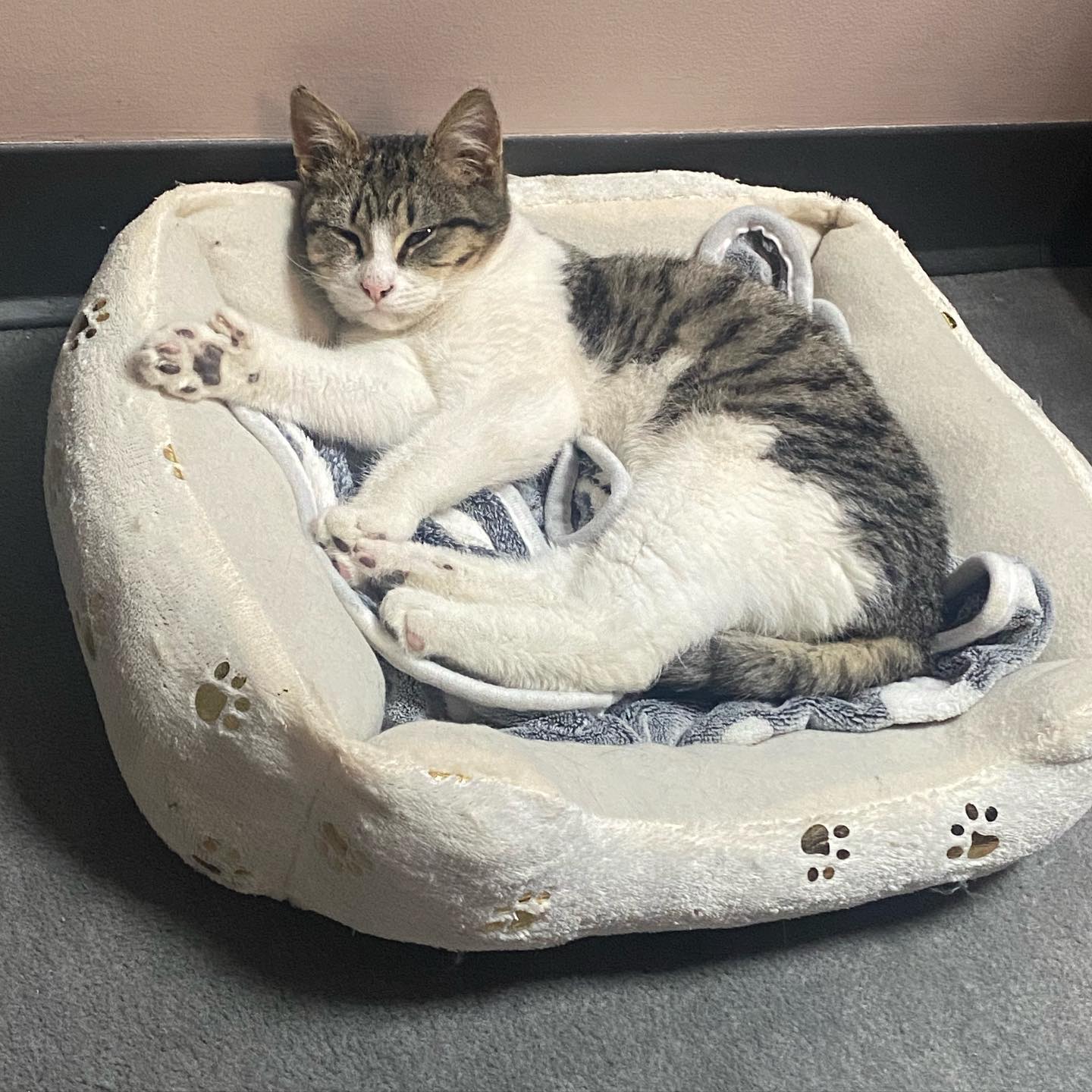 Enlarge Grayson, a Adoptable Extra-Toes Cat / Hemingway Polydactyl in Hawthorne, NJ image 4/4