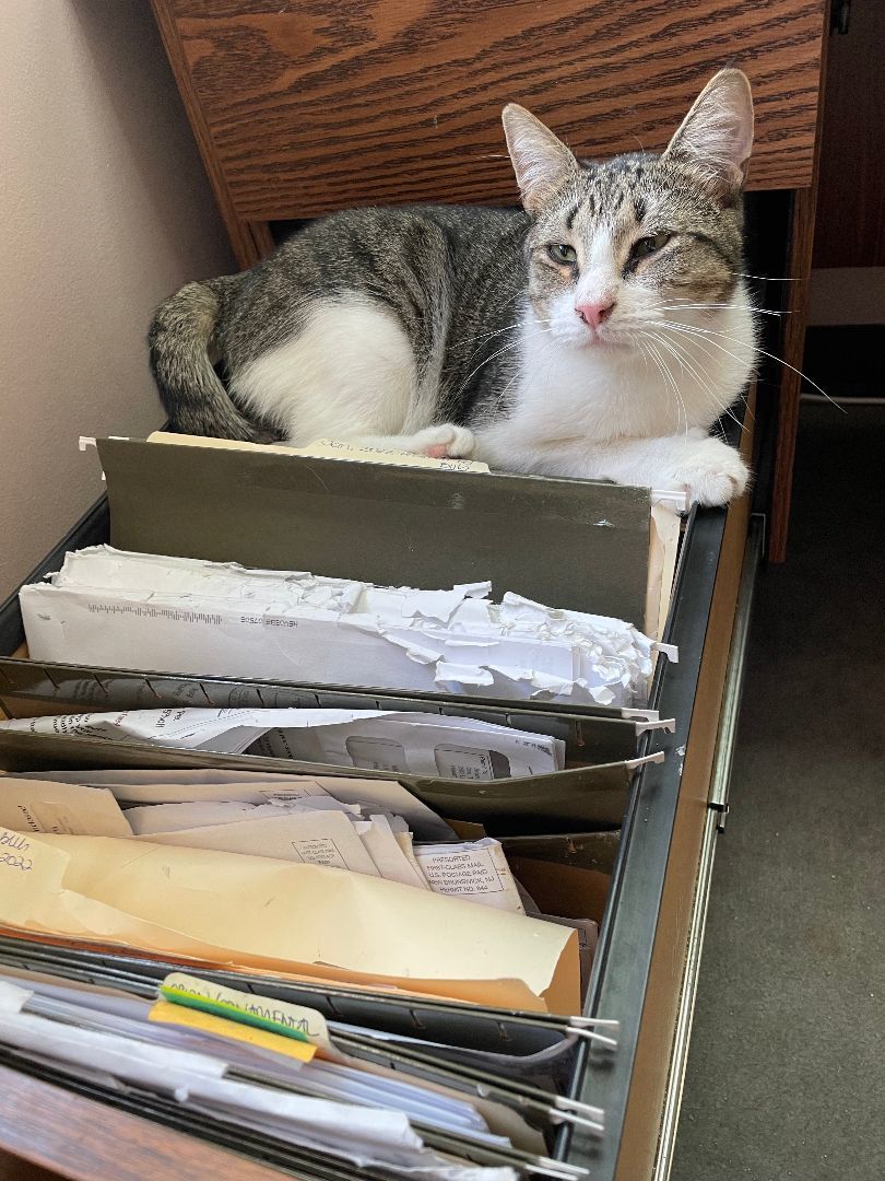 Enlarge Grayson, a Adoptable Extra-Toes Cat / Hemingway Polydactyl in Hawthorne, NJ image 3/4