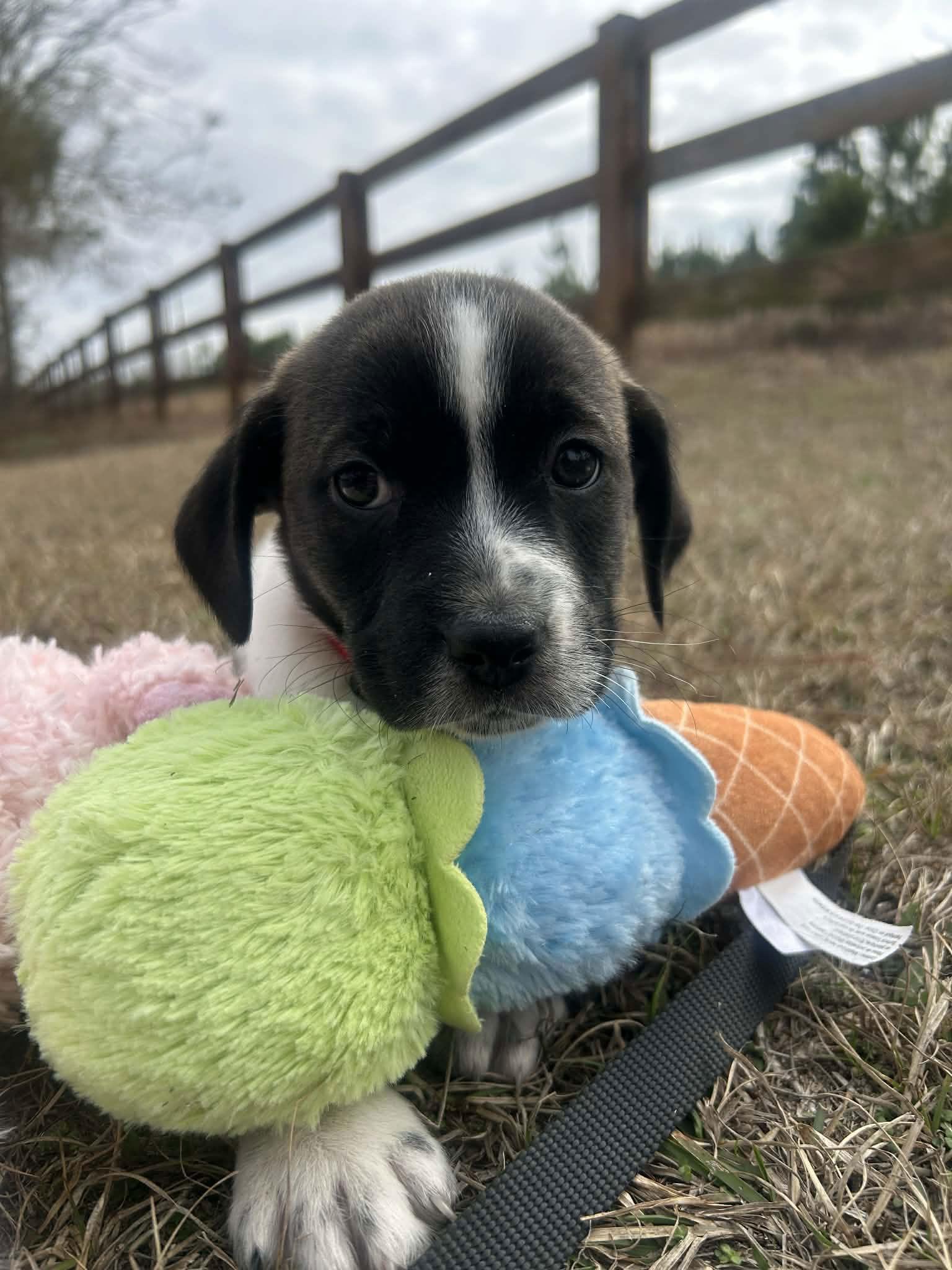 Enlarge Ferris, a Adoptable Mixed Breed in Tarrytown, GA image 1/3