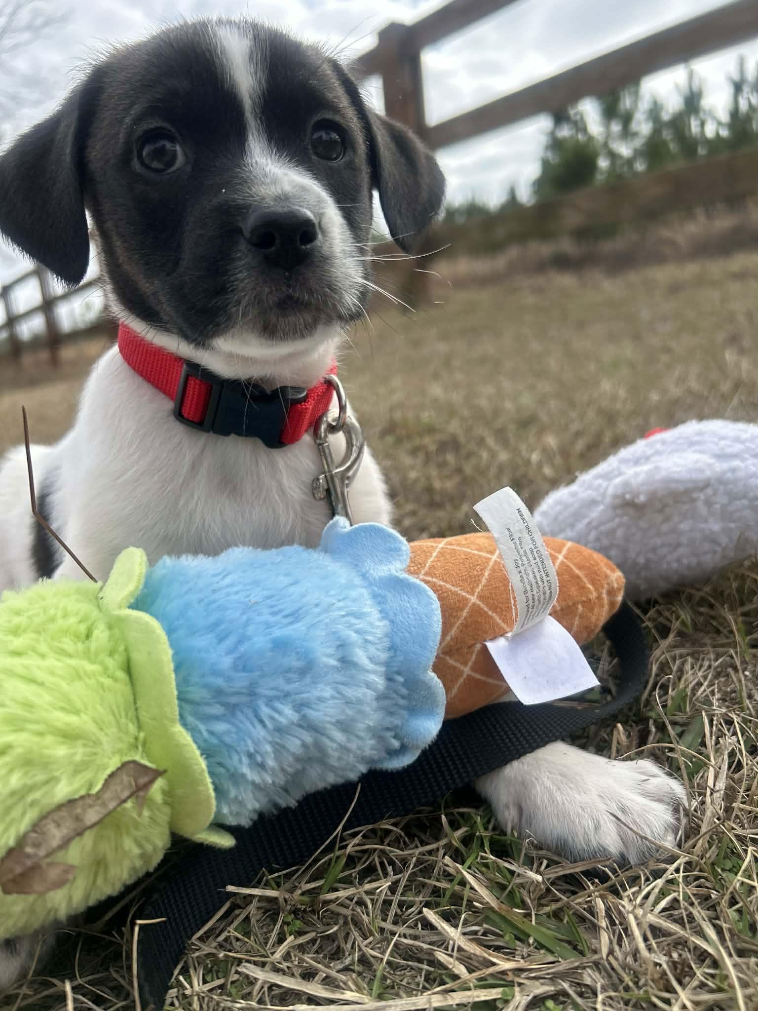 Enlarge Ferris, a Adoptable Mixed Breed in Tarrytown, GA image 3/3