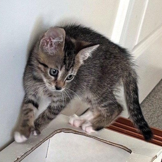 Enlarge Flint, a Adoptable Domestic Short Hair in Reston, VA image 3/3