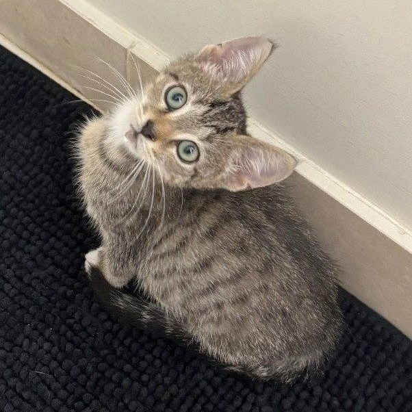 Enlarge Flint, a Adoptable Domestic Short Hair in Reston, VA image 1/3