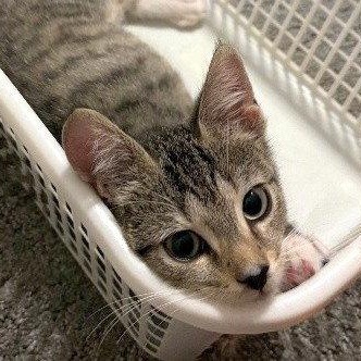 Enlarge Flint, a Adoptable Domestic Short Hair in Reston, VA image 2/3