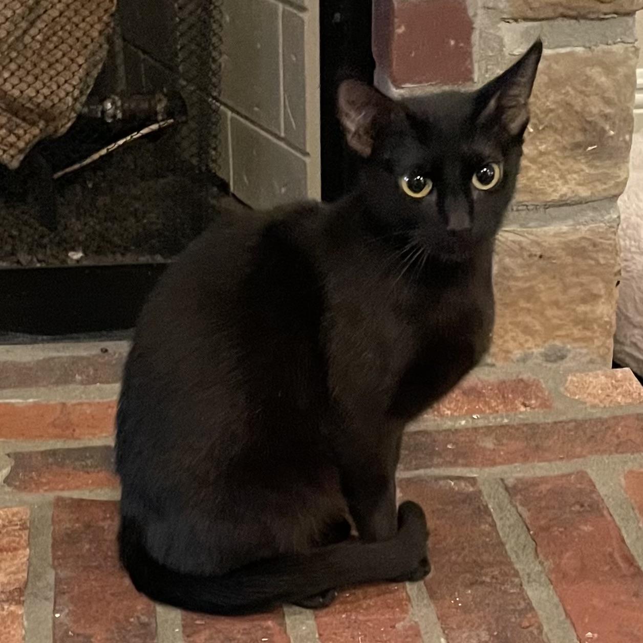 queen Nova, ADOPTABLE, Young Female Domestic Short Hair.