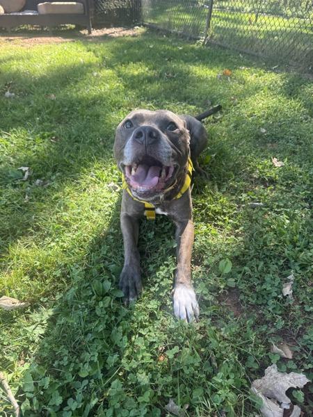 Blu, Adoptable, Adult Male Pit Bull Terrier.