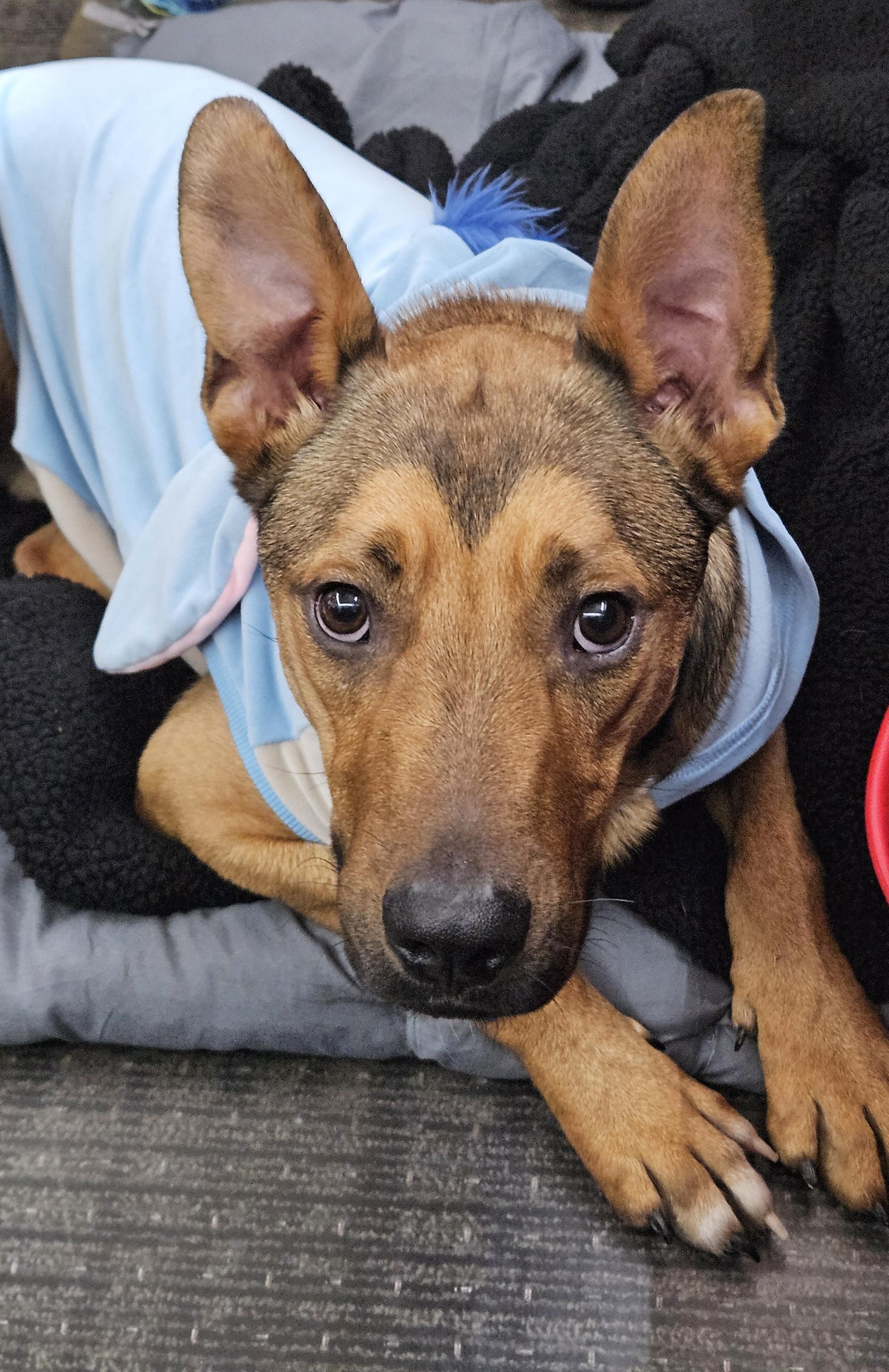 Diesel, Adopted, Young Male Shepherd & Mixed Breed.