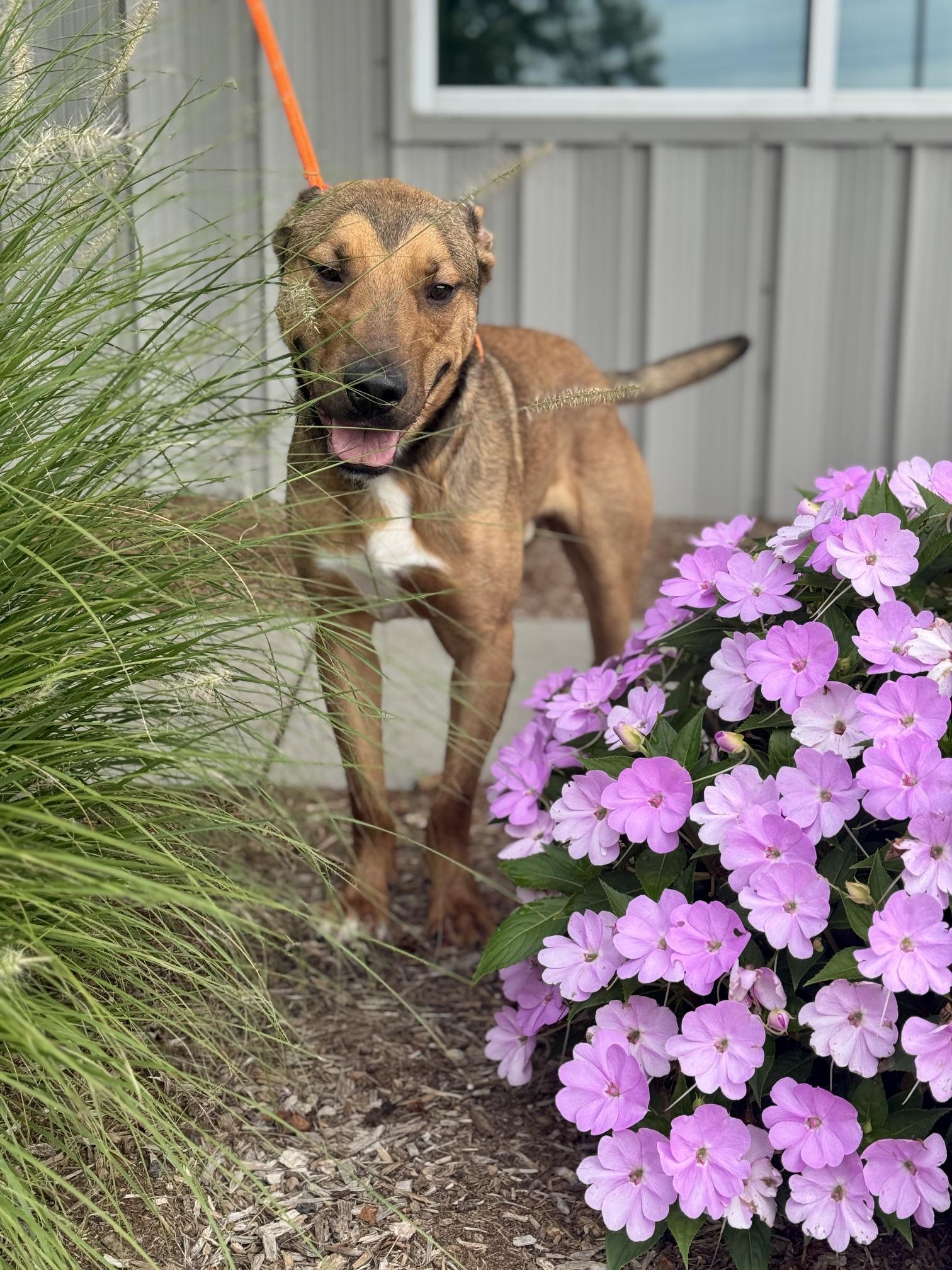 Enlarge Diesel, a Adopted mixed breed in Benton Harbor, MI image 5/5