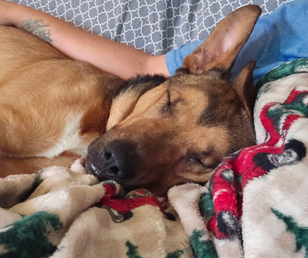 Enlarge Diesel, a Adopted mixed breed in Benton Harbor, MI image 2/5