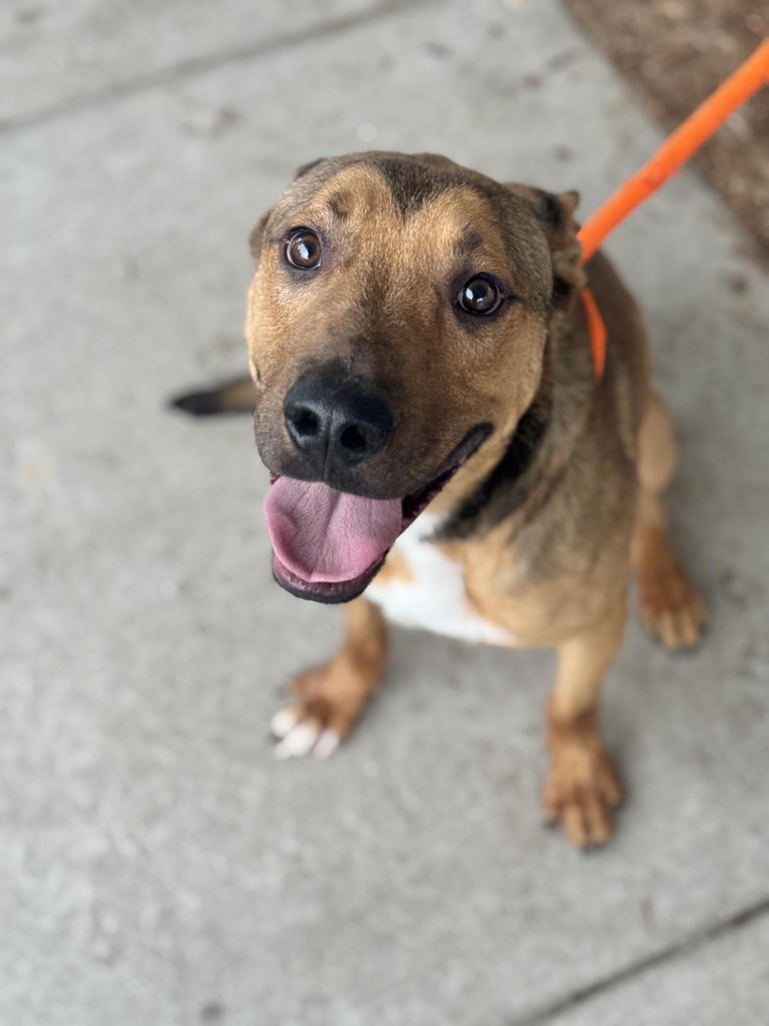 Enlarge Diesel, a Adopted mixed breed in Benton Harbor, MI image 3/5