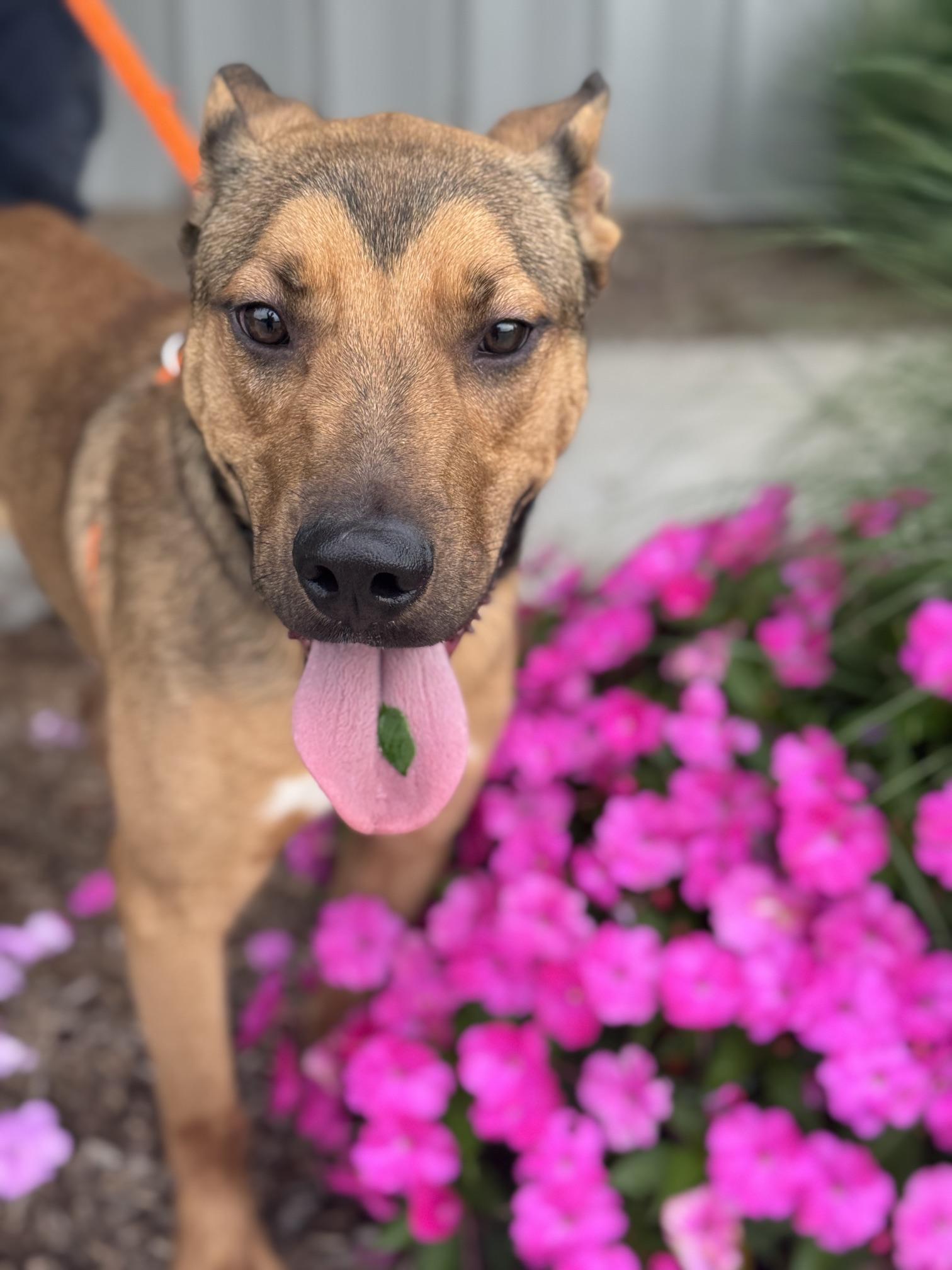 Enlarge Diesel, a Adopted mixed breed in Benton Harbor, MI image 4/5