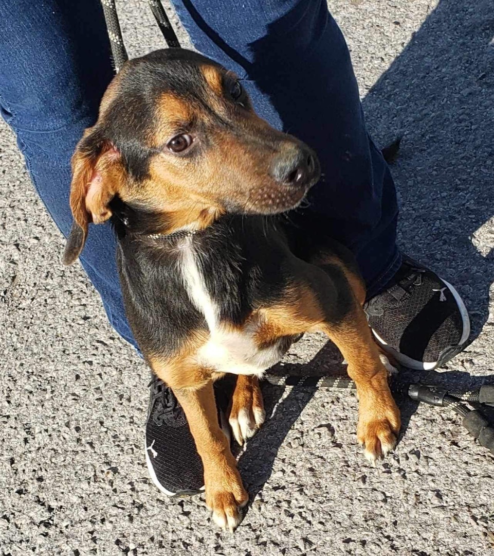 Cody , Young Male Coonhound