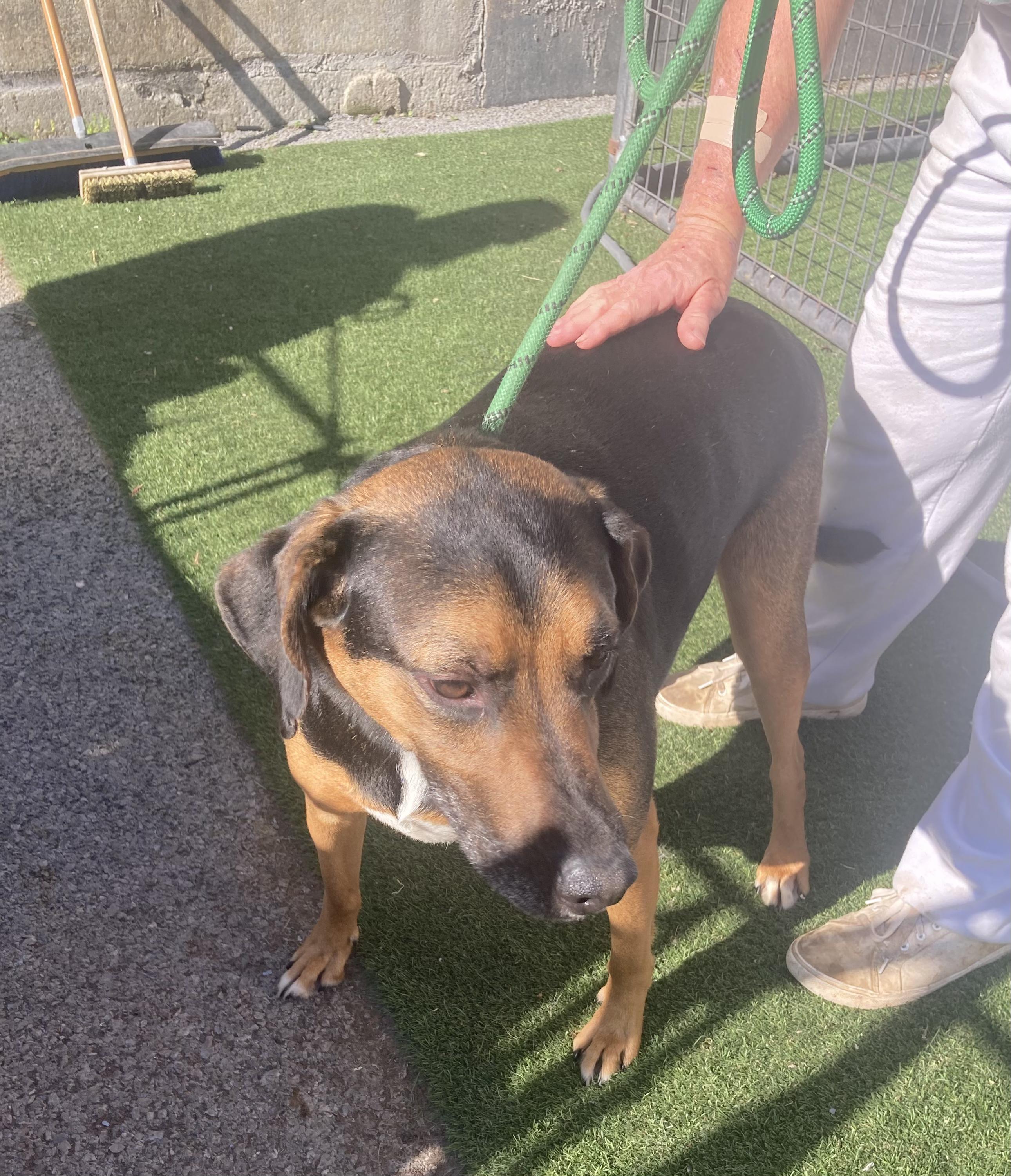 Cody , Adoptable, Young Male Coonhound & Pointer.