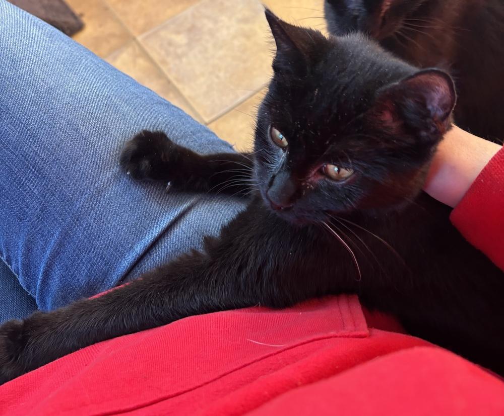 Bond Infilitrator: Jet, Adoptable, Kitten Male Domestic Short Hair.