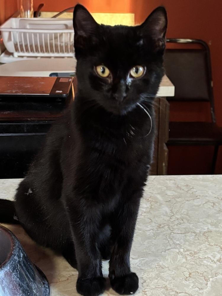 Enlarge Bond Infilitrator: Jet, a Adoptable mixed breed in Warren, CT image 2/4