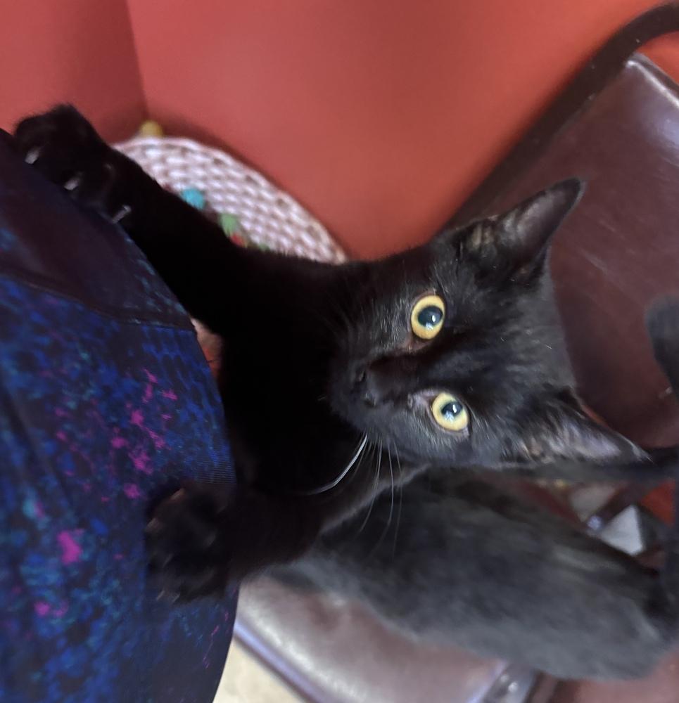 Enlarge Bond Infilitrator: Jet, a Adoptable mixed breed in Warren, CT image 3/4