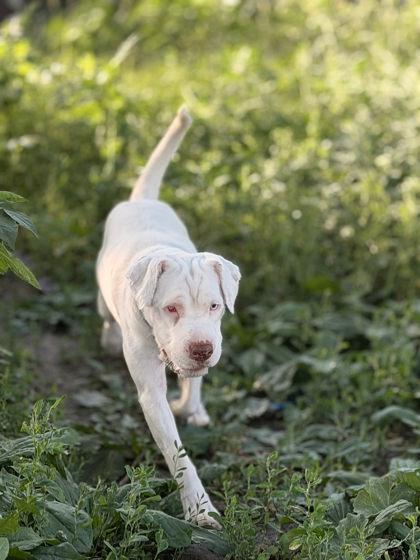 Enlarge Elise, a Adoptable mixed breed in Humboldt, IA image 1/1