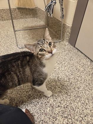 Toto, Adoptable, Kitten Male Domestic Short Hair & Domestic Short Hair.