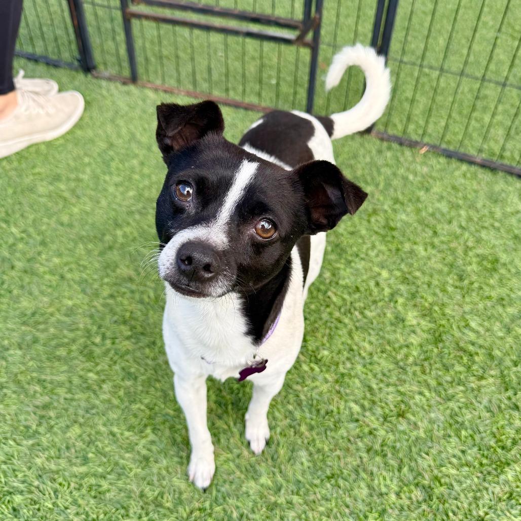 Enlarge Fritz, a Adoptable Chihuahua in Agoura Hills, CA image 1/4