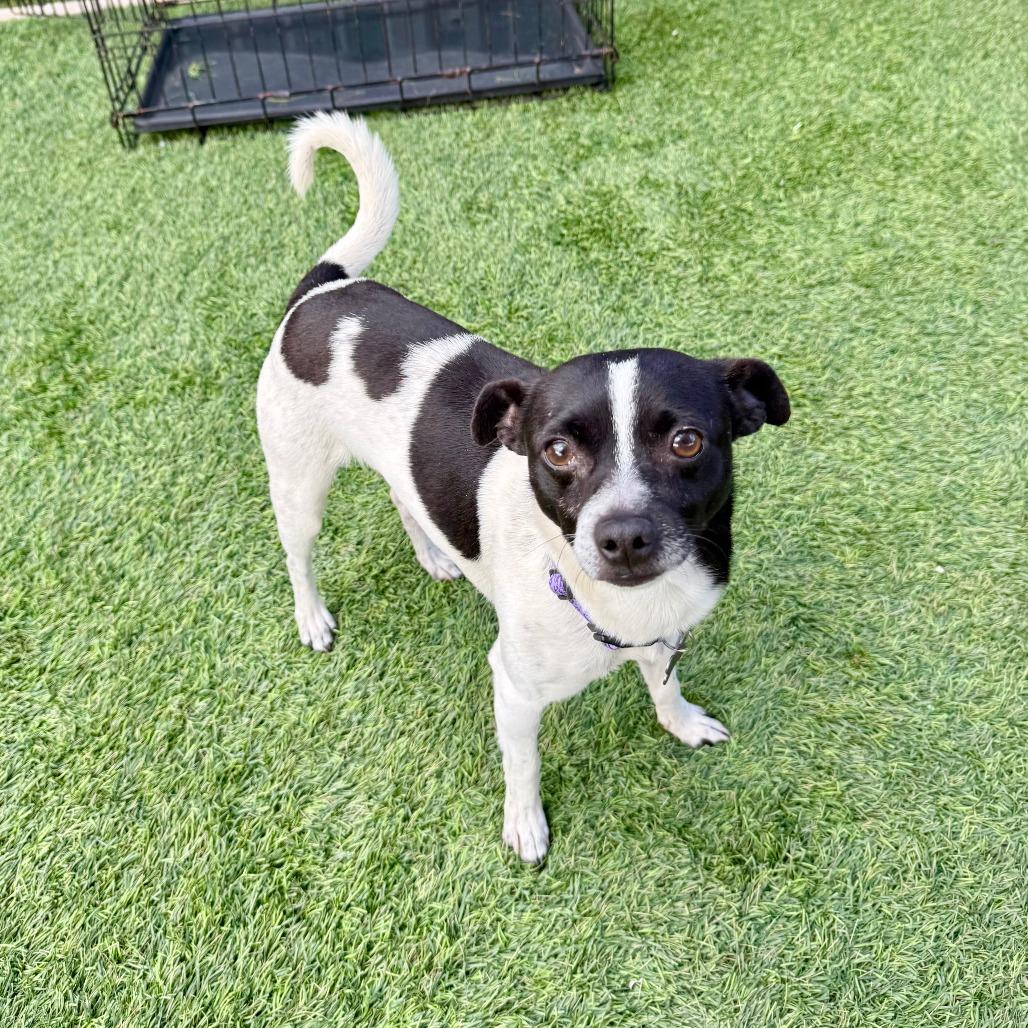 Enlarge Fritz, a Adoptable Chihuahua in Agoura Hills, CA image 2/4