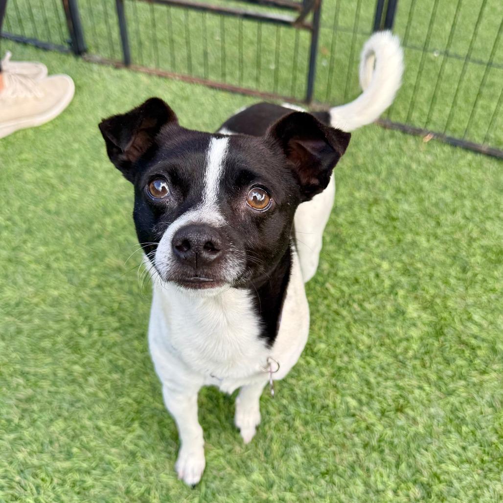 Enlarge Fritz, a Adoptable Chihuahua in Agoura Hills, CA image 3/4