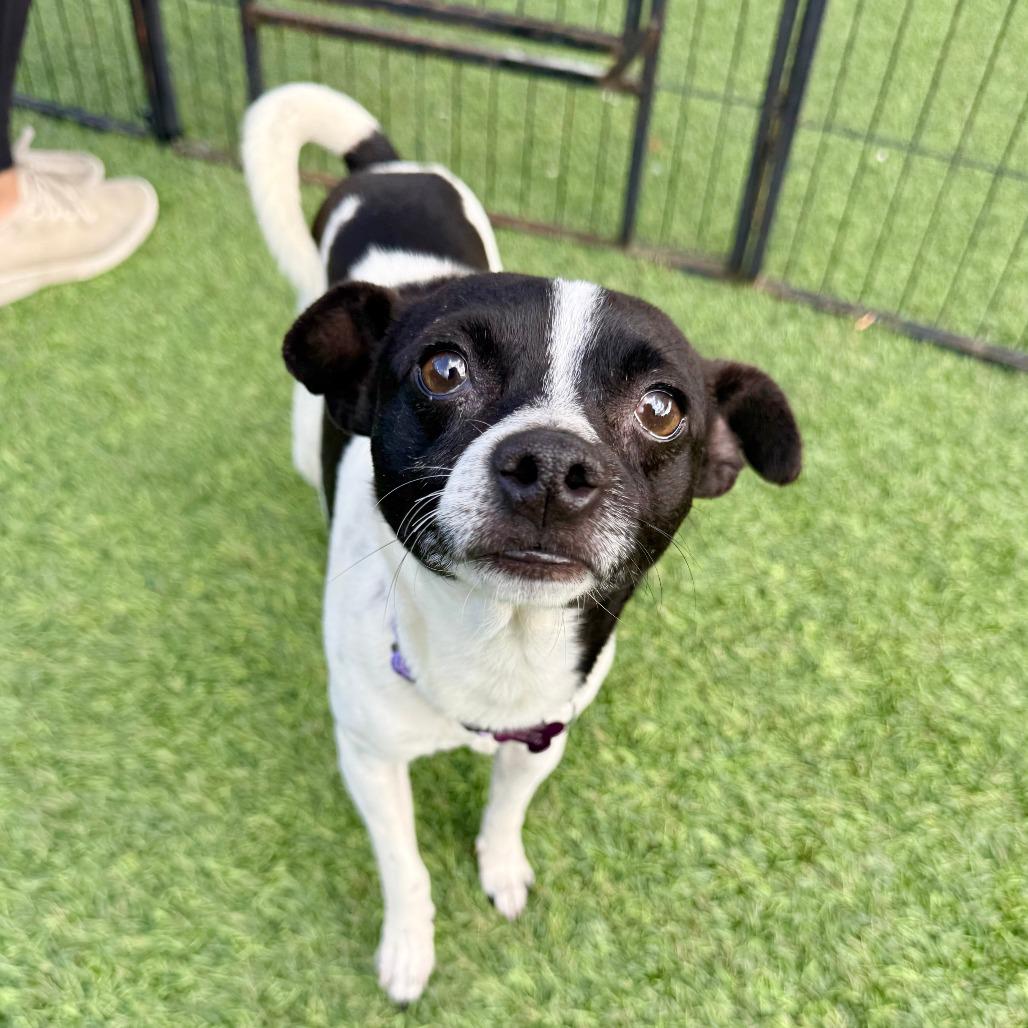 Enlarge Fritz, a Adoptable Chihuahua in Agoura Hills, CA image 4/4
