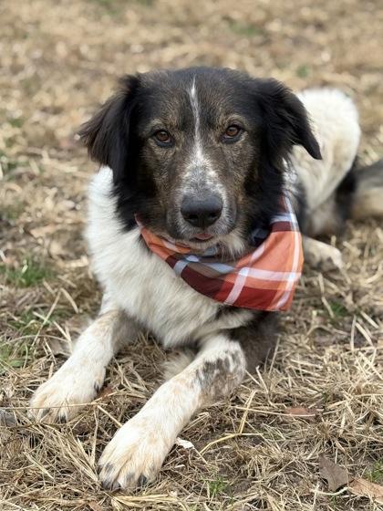 Tommy, a Adoptable mixed breed in Bartlesville, OK image 1/3