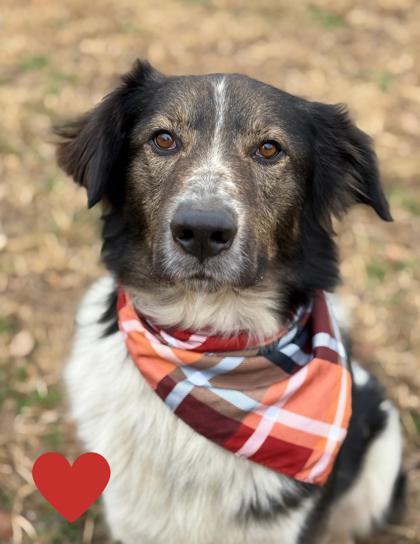 Tommy, a Adoptable mixed breed in Bartlesville, OK image 2/3
