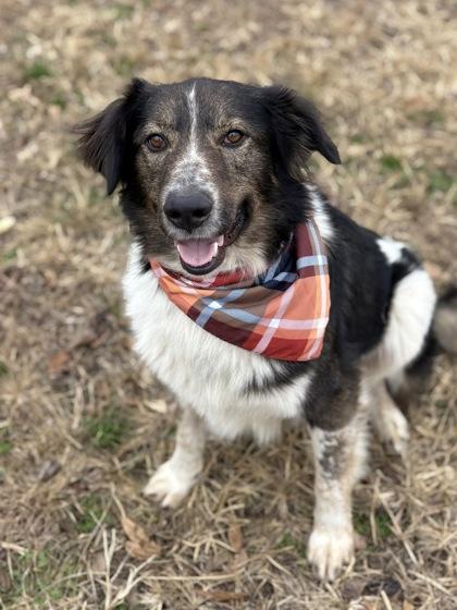Tommy, a Adoptable mixed breed in Bartlesville, OK image 3/3