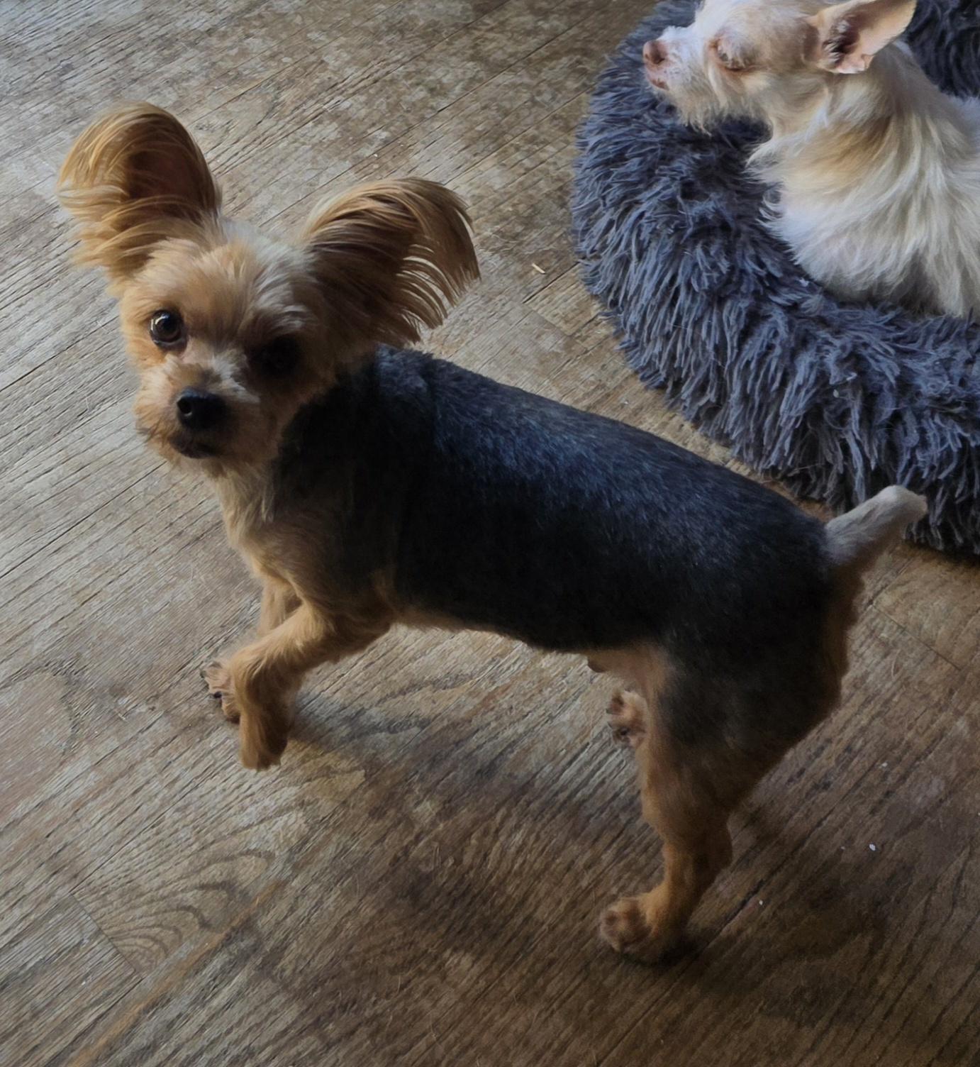 Chance, Adopted, Senior Male Yorkshire Terrier.