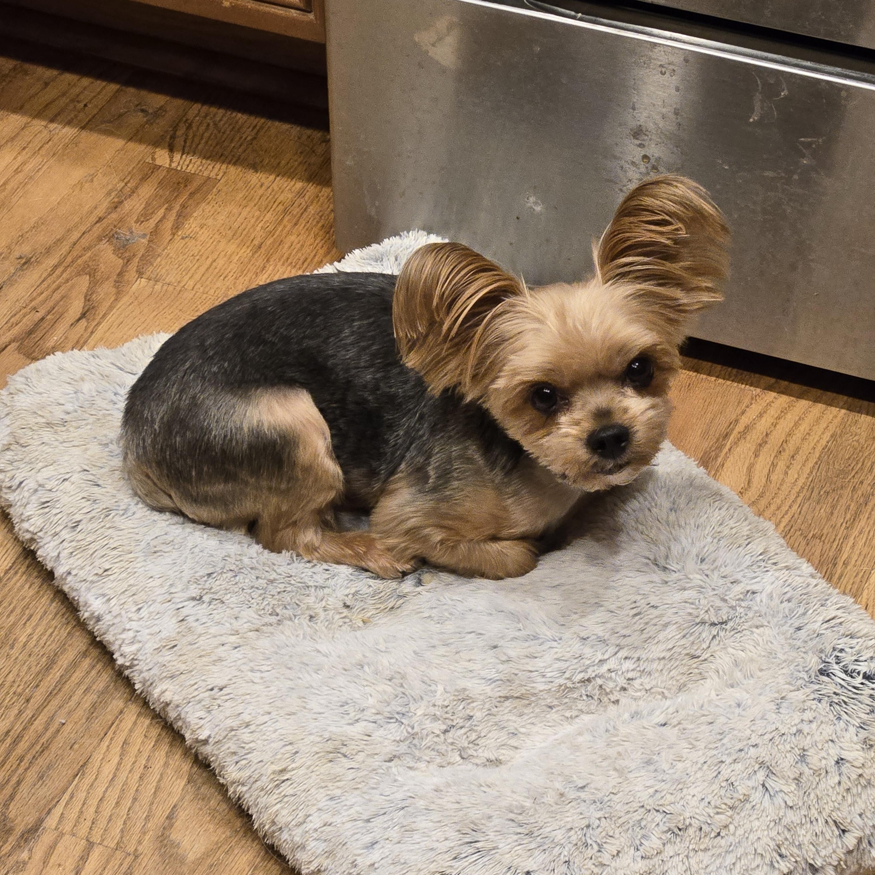 Enlarge Chance, a Adopted Yorkshire Terrier in Thornton, CO image 2/4