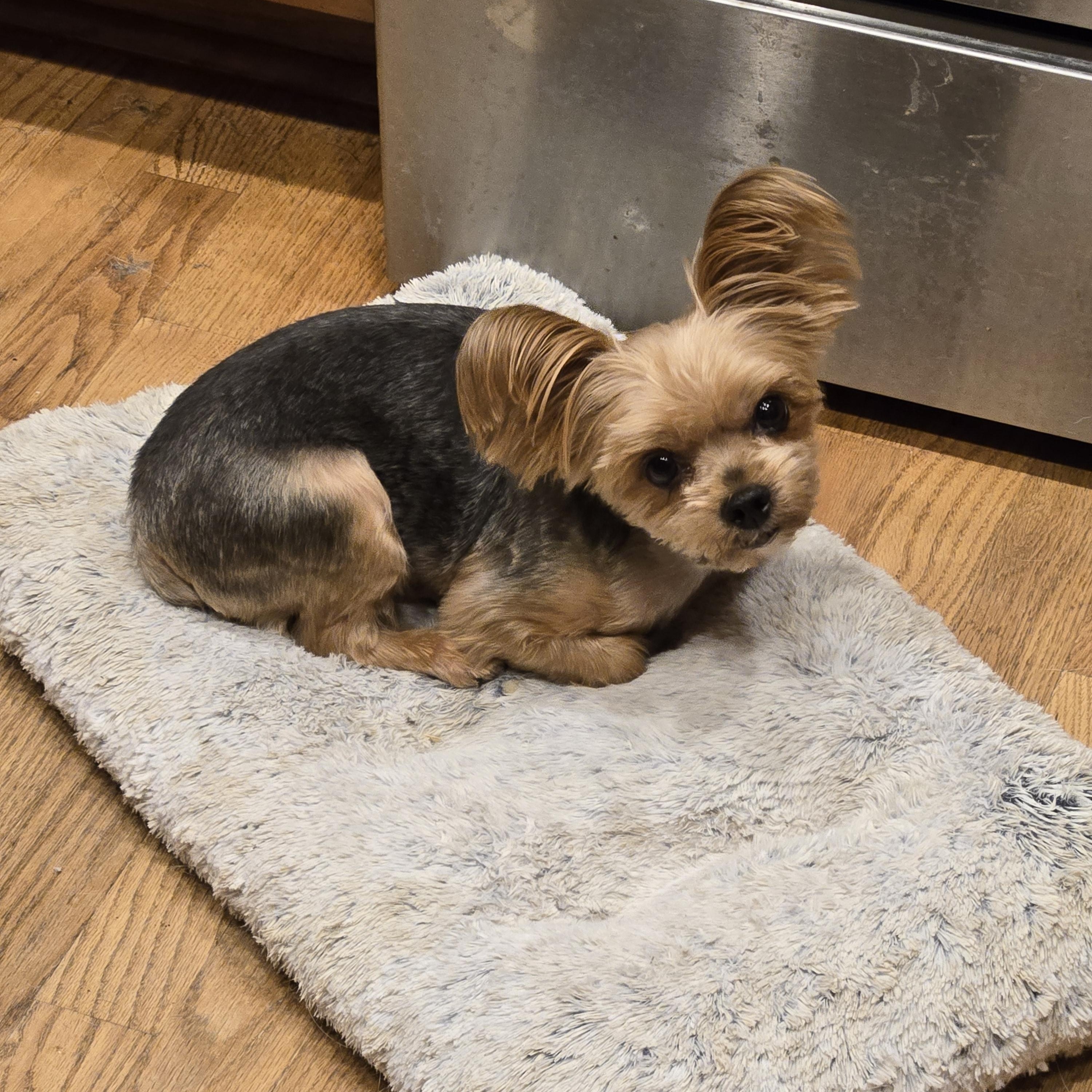 Enlarge Chance, a Adopted Yorkshire Terrier in Thornton, CO image 3/4