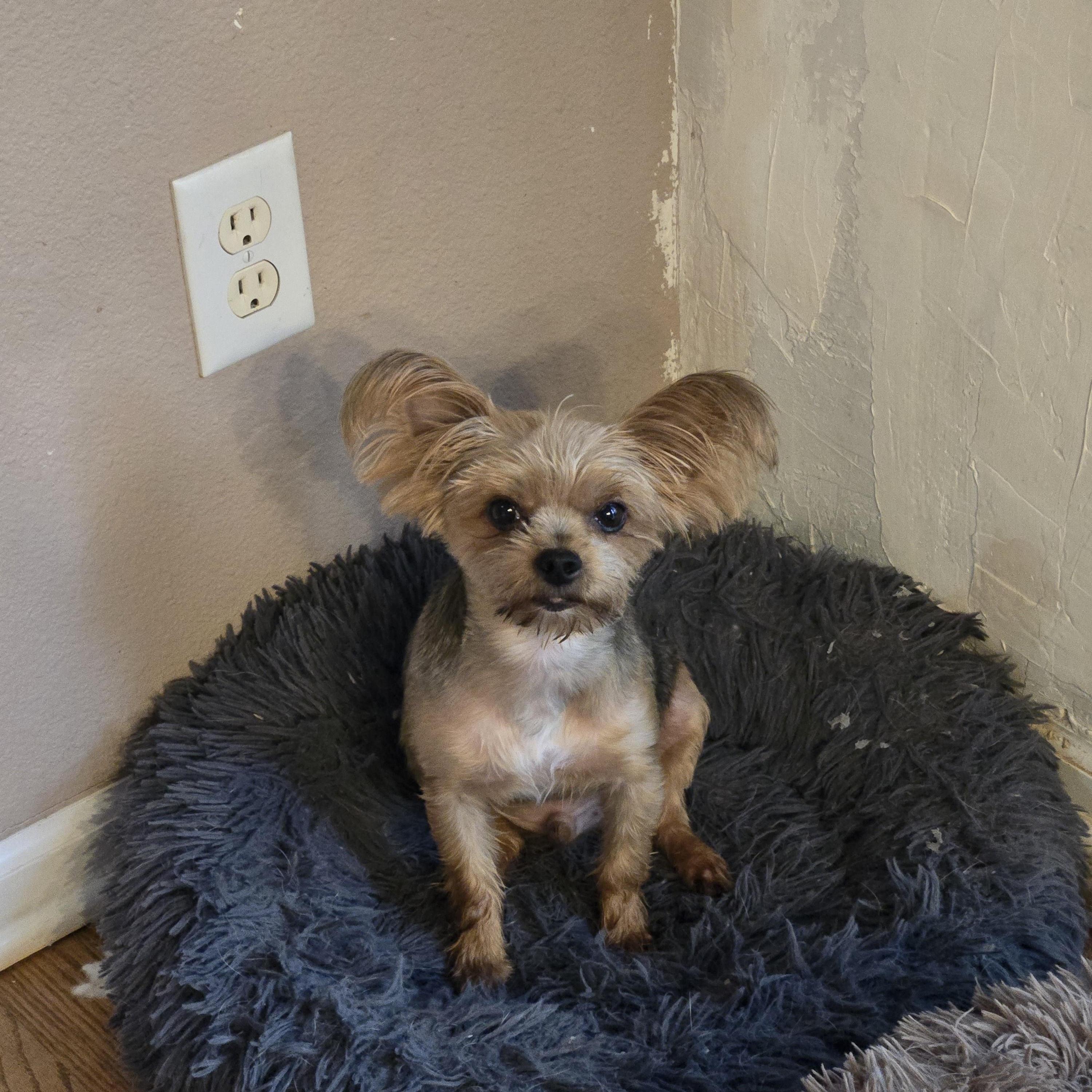 Enlarge Chance, a Adopted Yorkshire Terrier in Thornton, CO image 4/4