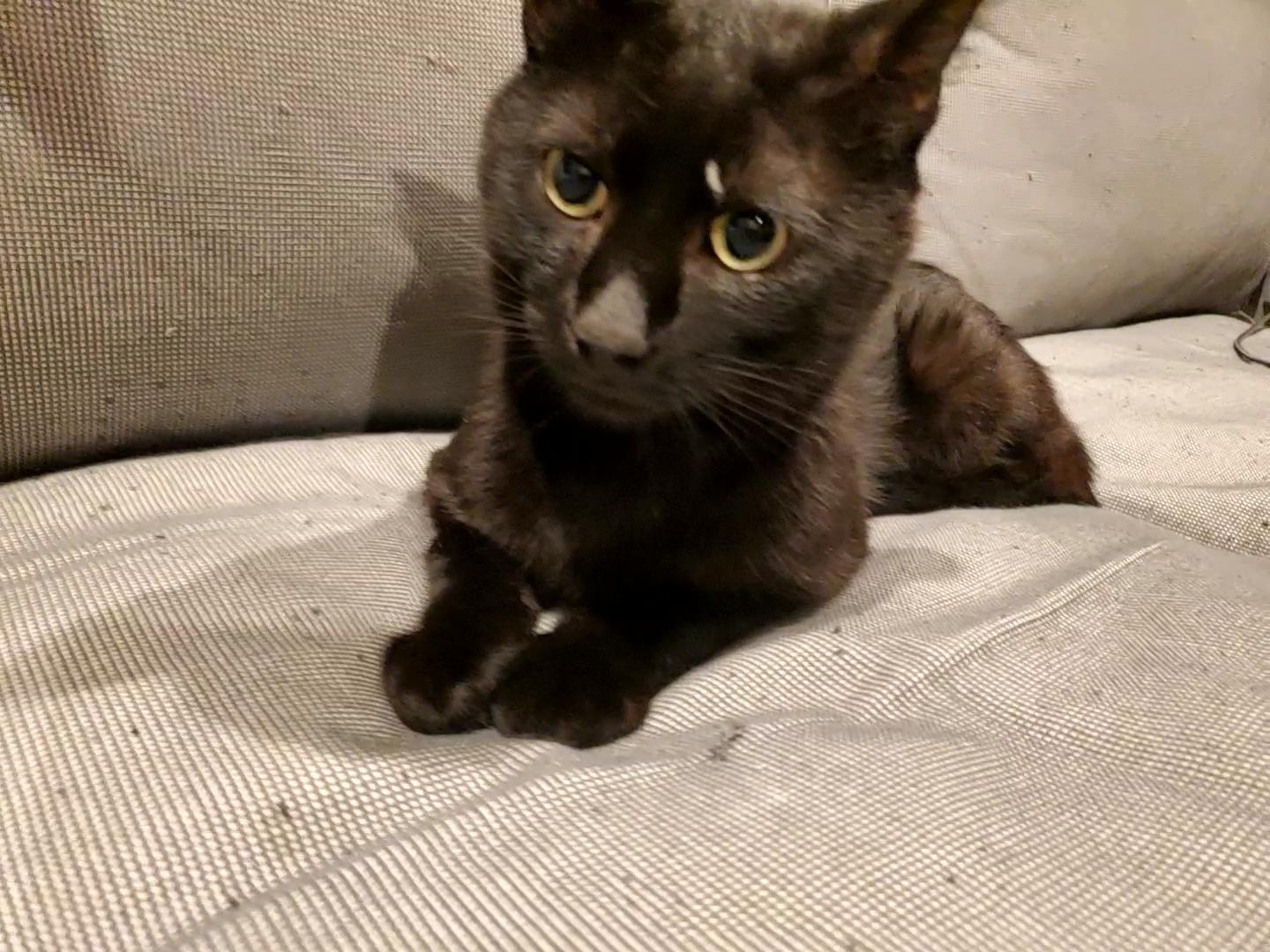 Assam, adopted, Adult Male Domestic Short Hair.