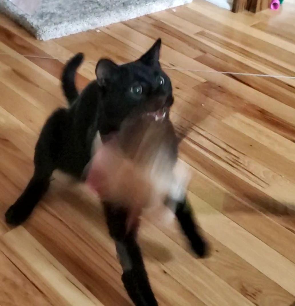 Enlarge Assam, an adopted Domestic Short Hair in Baltimore, MD image 2/5