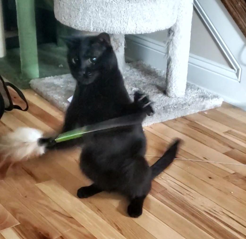 Enlarge Assam, an adopted Domestic Short Hair in Baltimore, MD image 3/5