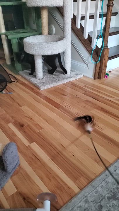 Enlarge Assam, an adopted Domestic Short Hair in Baltimore, MD video 5/5